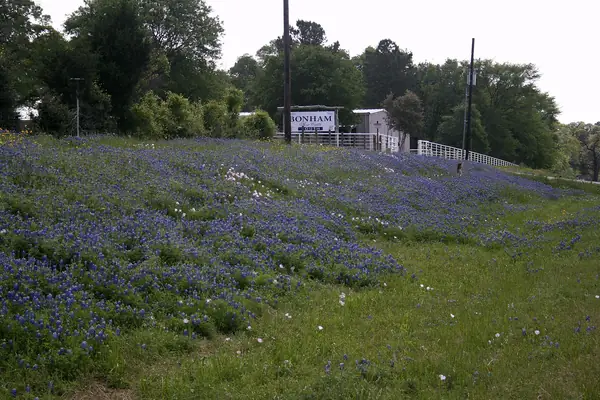 Field of bluebonnets beside a road near College Station, Texas
